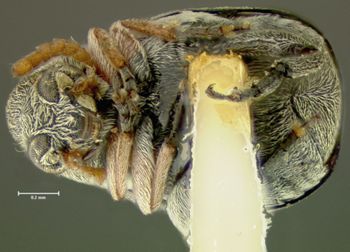 Media type: image;   Entomology 25049 Aspect: habitus ventral view
